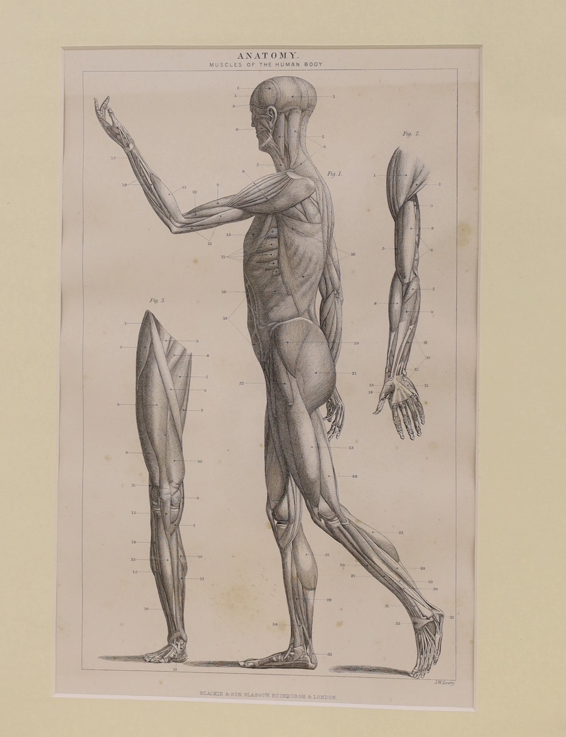 Blackie and Son after Lowry, two engravings, anatomical studies, 24 x 15cm